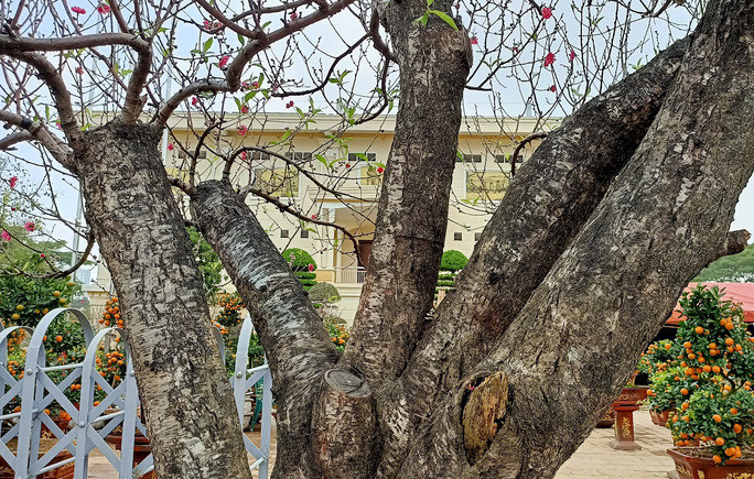 Theo chủ nhân, cây đào này được vận chuyển từ Hải Phòng về đây trưng bán Tết, đã có người trả giá 80 triệu đồng nhưng người này chưa bán