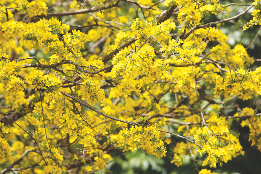 Hoa mai nở từng chùm, mỗi bông có năm cánh. Ảnh: Đắc Thành