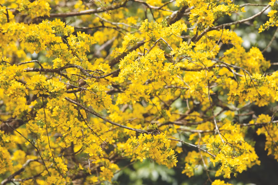 Hoa mai nở từng chùm, mỗi bông có năm cánh. Ảnh: Đắc Thành