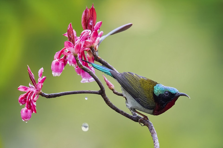 Đào chuông nở báo hiệu mùa xuân đã về trên “miền tiên cảnh” Bà Nà Hills. Ảnh: Phạm Phùng