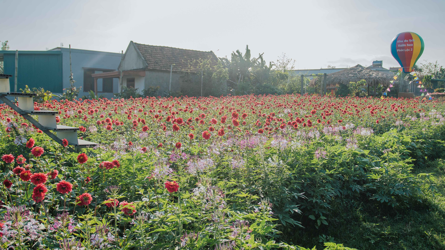 Cánh đồng hoa thược dược nở rộ tại vườn hoa Phúc Lộc 2, chuẩn bị đón khách cho dịp tết sắp đến. Ảnh: Bá Cường Cánh đồng hoa thược dược nở rộ tại vườn hoa Phúc Lộc 2, chuẩn bị đón khách cho dịp tết sắp đến. Ảnh: Bá Cường