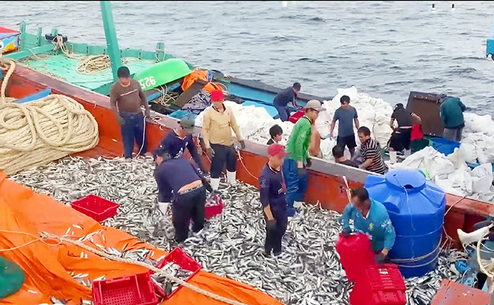 Chuyển cá tươi vừa thu lưới sang tàu hậu cần chở về đất liền rồi tiếp tục hành trình trên biển quê hương.