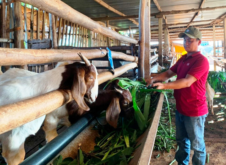 Anh Nguyễn Văn Quý (thôn Linh Nham, xã Đak Djrăng, huyện Mang Yang) mỗi năm thu 450-500 triệu đồng từ nuôi dê. Ảnh: Nhật Hào Anh Nguyễn Văn Quý (thôn Linh Nham, xã Đak Djrăng, huyện Mang Yang) mỗi năm thu 450-500 triệu đồng từ nuôi dê. Ảnh: Nhật Hào
