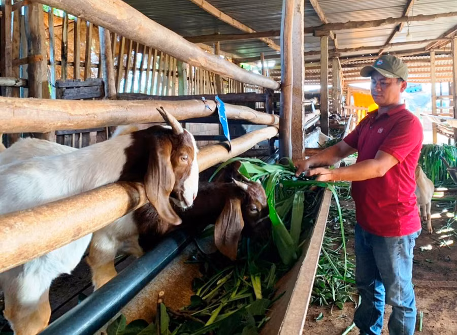  Anh Nguyễn Văn Quý (thôn Linh Nham, xã Đak Djrăng, huyện Mang Yang) mỗi năm thu 450-500 triệu đồng từ nuôi dê. Ảnh: Nhật Hào