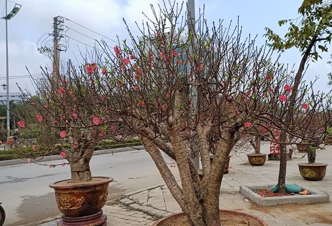 Ngoài cây đào trên, tại đây đang bày bán rất nhiều gốc đào khủng khác, có giá dao động từ 20-50 triệu đồng