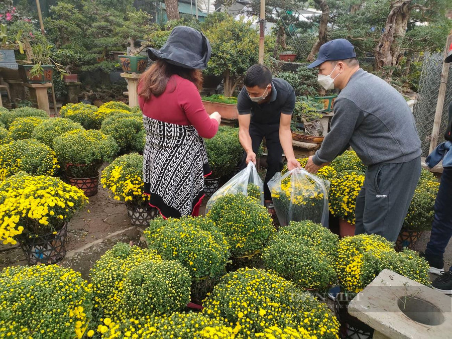 Cúc mâm xôi là một trong những sự lựa chọn hàng đầu của nhiều 