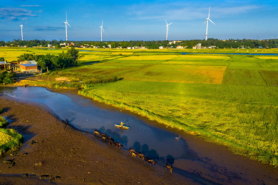Cánh đồng điện gió Phương Mai ở Cát Tiến, nơi được nhiều bạn trẻ check in. Ảnh: Nguyễn Phước Hoài