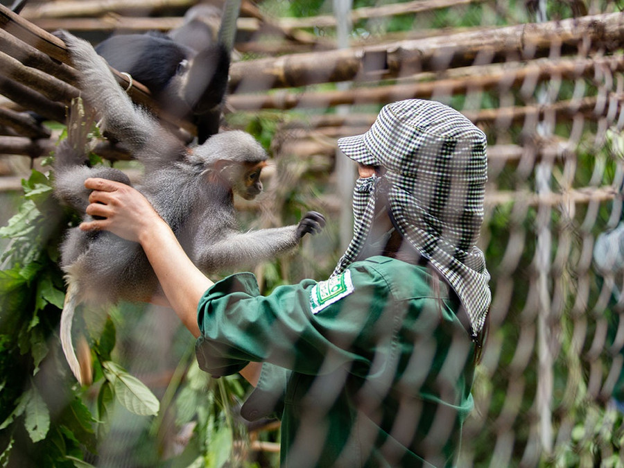 Công nhân ở Vườn quốc gia Cúc Phương học được nhiều kỹ năng chăm sóc voọc do bà Elke Schwierz trực tiếp cầm tay chỉ việc, hướng dẫn. Ảnh: Phan Hậu