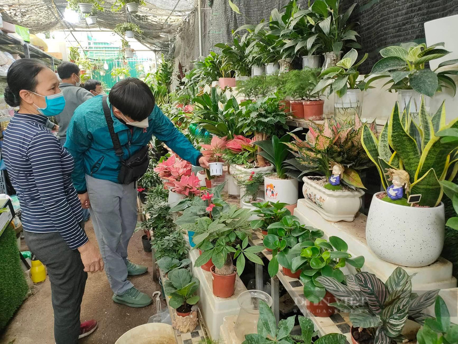  Chị Nguyễn Thị Tình (bên trái, chủ cửa hàng cây cảnh ở khu Vạn Phúc) tư vấn khách mua hoa, cây cảnh về chơi Tết.