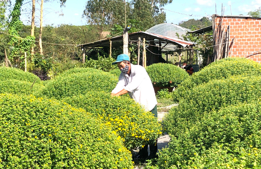 Ông Đỗ Văn Hùng (tổ 3, phường Ngô Mây, thị xã An Khê) chăm sóc những chậu cúc mâm xôi. Ảnh: Ngọc Minh