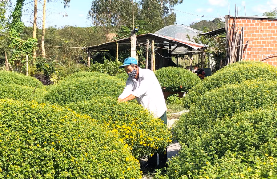 Ông Đỗ Văn Hùng (tổ 3, phường Ngô Mây, thị xã An Khê) chăm sóc những chậu cúc mâm xôi. Ảnh: Ngọc Minh