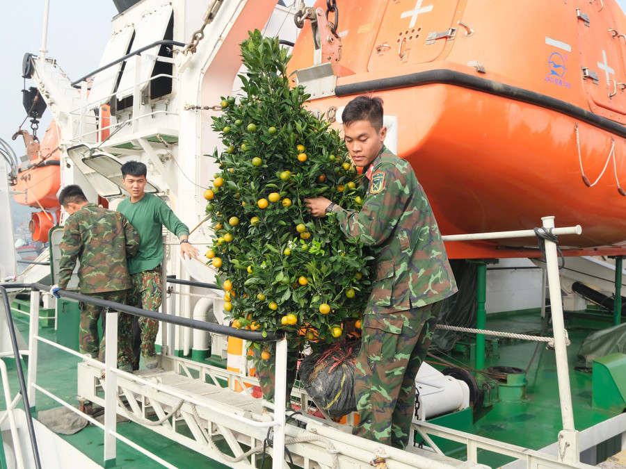 Quất cảnh được bộ đội vận chuyển lên đảo, mang không khí tết đến với nhân dân huyện đảo Bạch Long Vĩ. Ảnh: Lê Tân