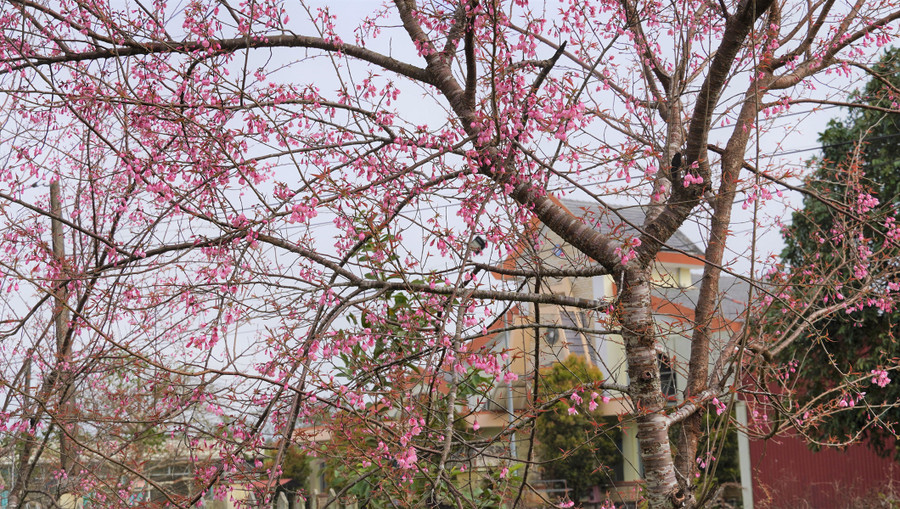 Đây là thời điểm mai anh đào bung lụa khoe sắc rực rỡ nhất. Ảnh: TV Đây là thời điểm mai anh đào bung lụa khoe sắc rực rỡ nhất. Ảnh: TV