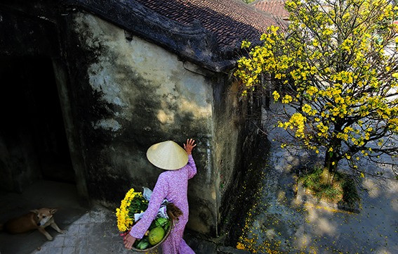 Hương xuân bên thềm nhà. Ảnh: X.H