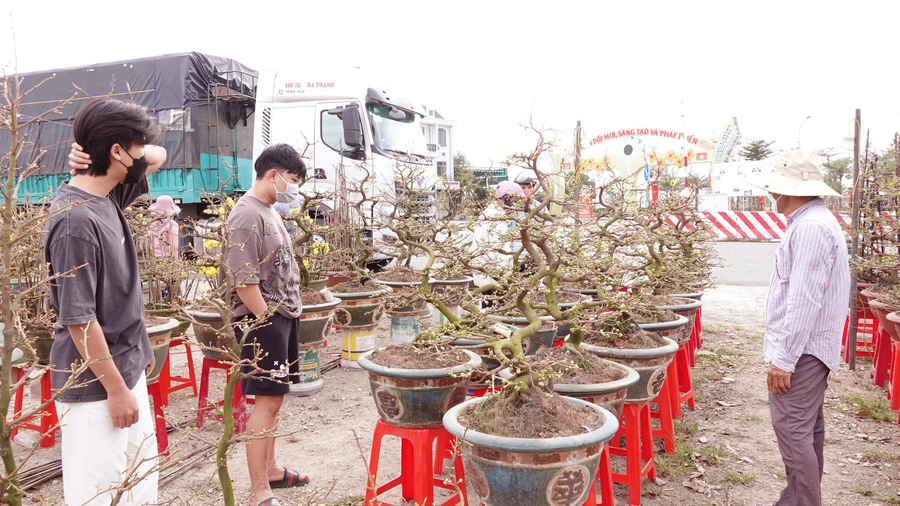  Nhiều nhà vườn hy vọng gần đến tết số người đến mua mai sẽ nhiều hơn. Ảnh: Hoàng Trọng