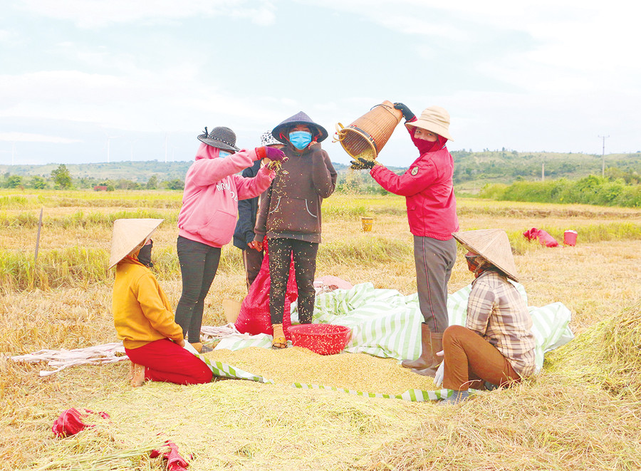 Sẽ có những vụ mùa bội thu cho nông dân xã Chư Don nói riêng và huyện Chư Pưh nói chung khi công trình thủy lợi Plei Thơ Ga được khai thác hiệu quả. Ảnh: Nguyễn Quang  Sẽ có những vụ mùa bội thu cho nông dân xã Chư Don nói riêng và huyện Chư Pưh nói chung khi công trình thủy lợi Plei Thơ Ga được khai thác hiệu quả. Ảnh: Nguyễn Quang