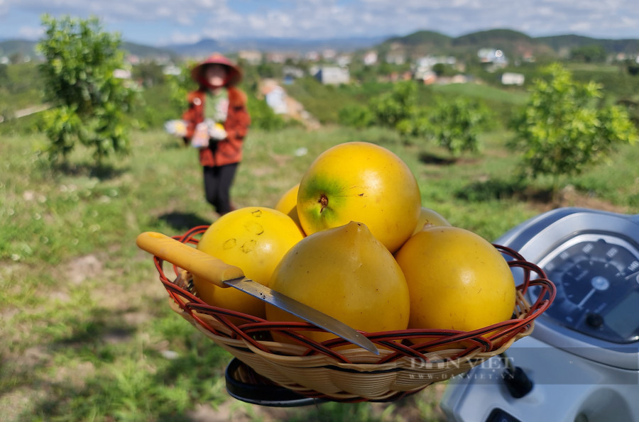 Vú sữa hoàng kim có vị ngọt thanh, mát, giá trị dinh dưỡng cao. Ảnh: Văn Long