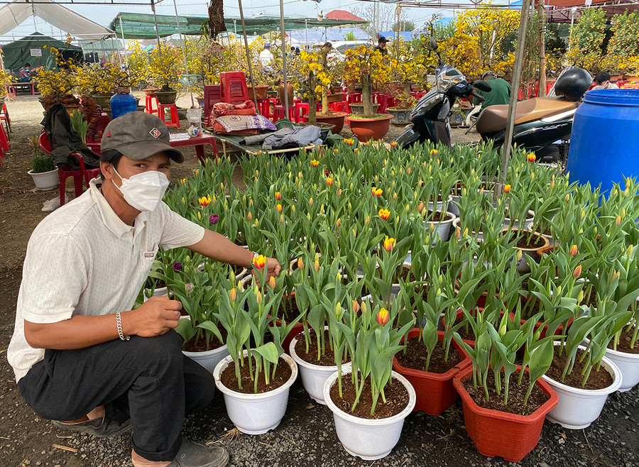 Anh Hiền đã thành công khi mang hoa tulip nhập khẩu từ Hà Lan về trồng tại Gia Lai. Ảnh: Văn Ngọc