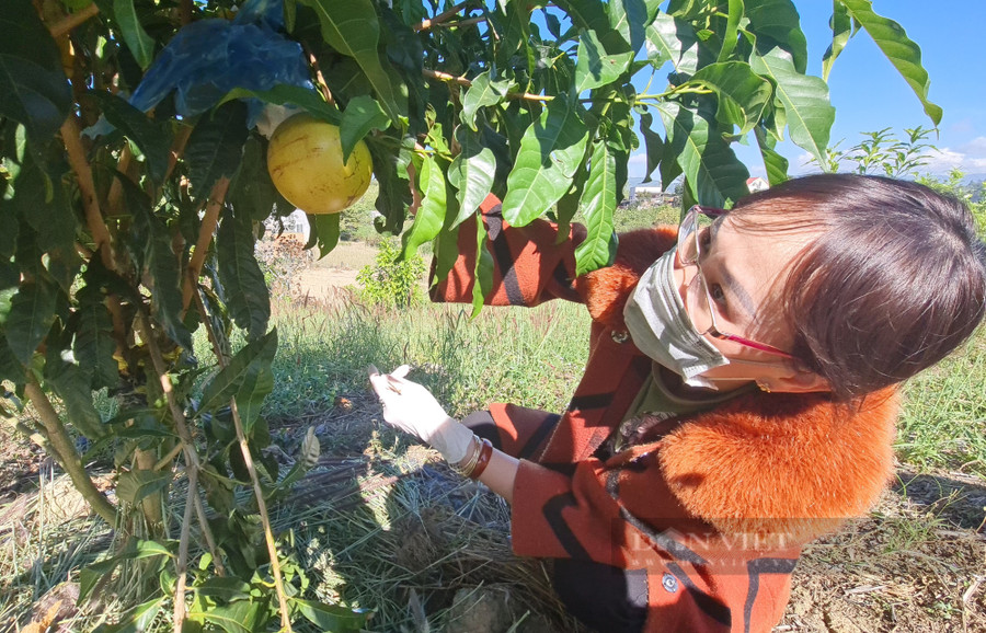 Trồng cà phê không mang lại thu nhập cao mà lại tốn công và chi phí nên chị Thu đã chuyển qua trồng vú sữa hoàng kim. Ảnh: Văn Long