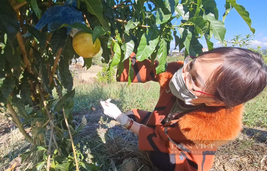 Trồng cà phê không mang lại thu nhập cao mà lại tốn công và chi phí nên chị Thu đã chuyển qua trồng vú sữa hoàng kim. Ảnh: Văn Long