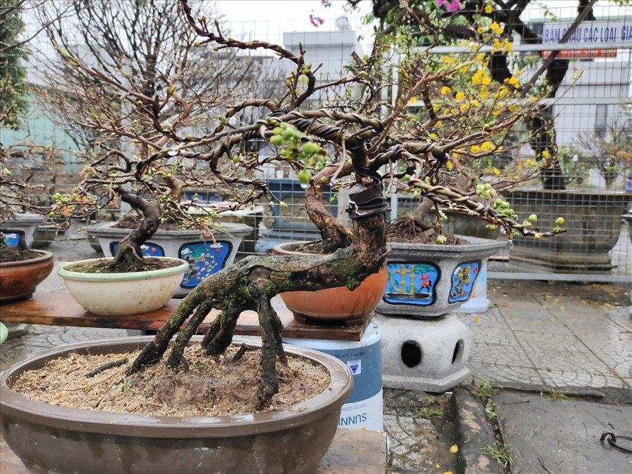 Đông đảo người dân mua các chậu mai bonsai vì vừa rẻ lại vừa đẹp.