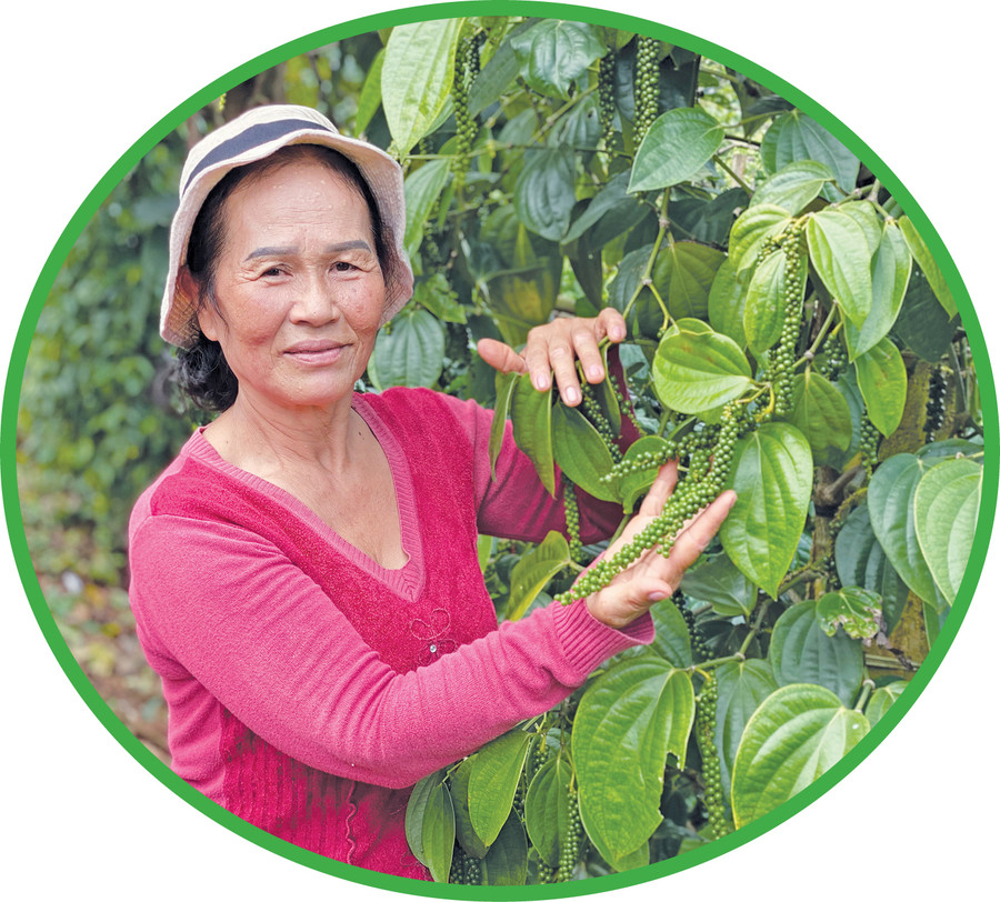 Sản xuất hồ tiêu sạch để xuất khẩu. Ảnh: Kim Linh Sản xuất hồ tiêu sạch để xuất khẩu. Ảnh: Kim Linh