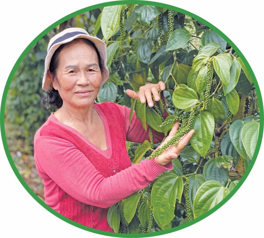 Sản xuất hồ tiêu sạch để xuất khẩu. Ảnh: Kim Linh