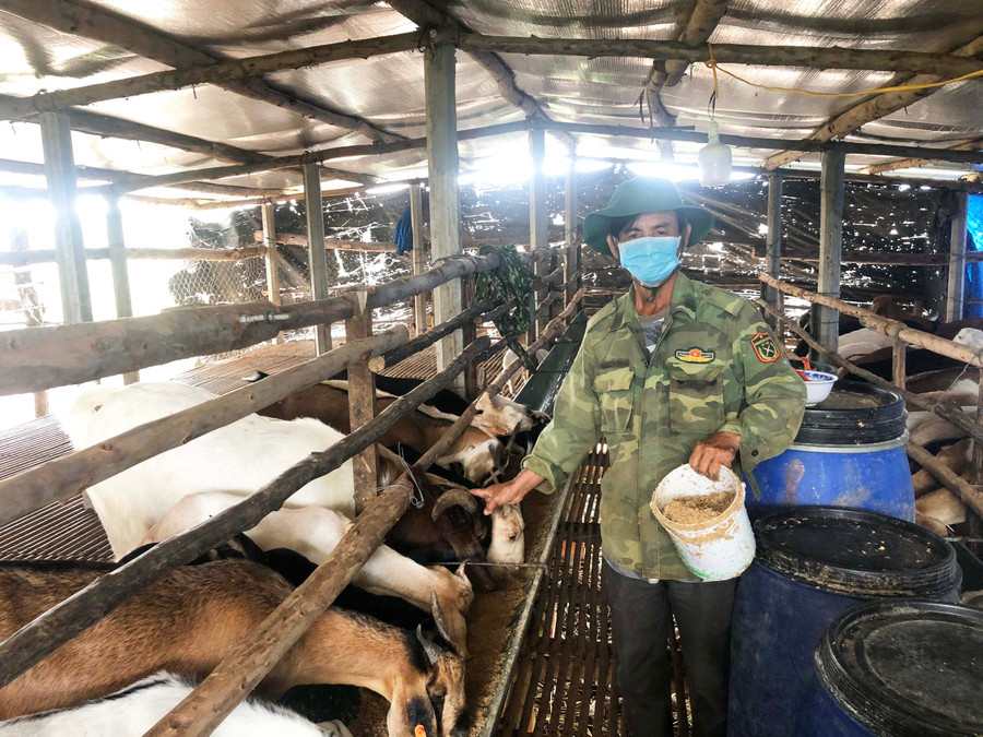 Ông Thái Văn Chính (thôn Tân Định, xã Tân An) có thu nhập ổn định nhờ chăn nuôi dê. Ảnh: Nhật Hào