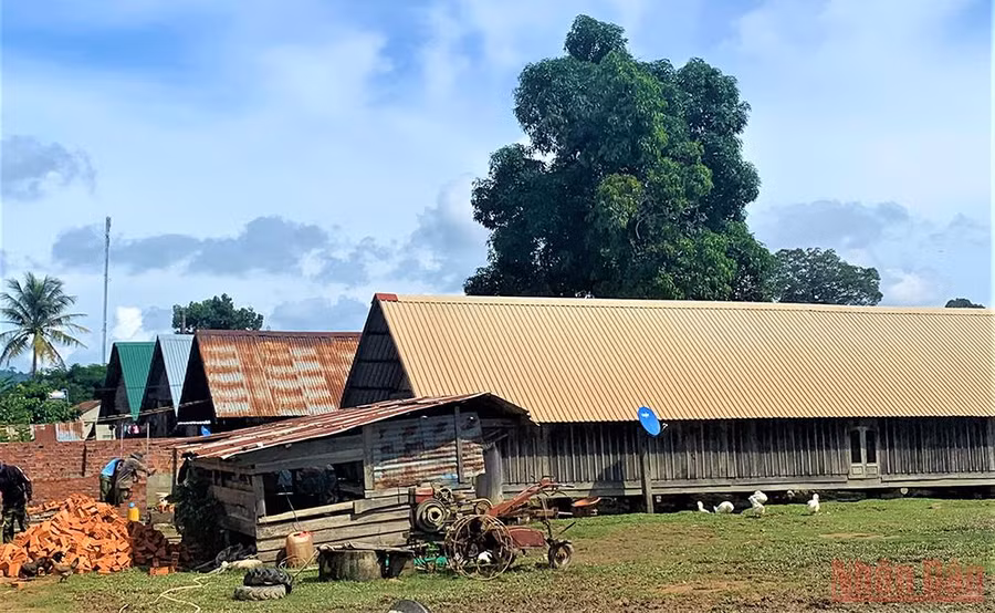 Nhiều ngôi nhà sàn truyền thống của đồng bào M’nông Rlăm dài hàng chục mét nằm san sát nhau tạo nét độc đáo, cổ kính cho buôn M’liêng mà ít buôn làng Tây Nguyên còn lưu giữ được.