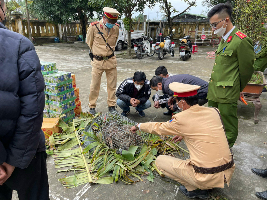 5 cá thể nhím đuôi dài chở trên xe ô tô bị lực lượng công an phát hiện, bắt giữ. Ảnh: Công Quang 5 cá thể nhím đuôi dài chở trên xe ô tô bị lực lượng công an phát hiện, bắt giữ. Ảnh: Công Quang