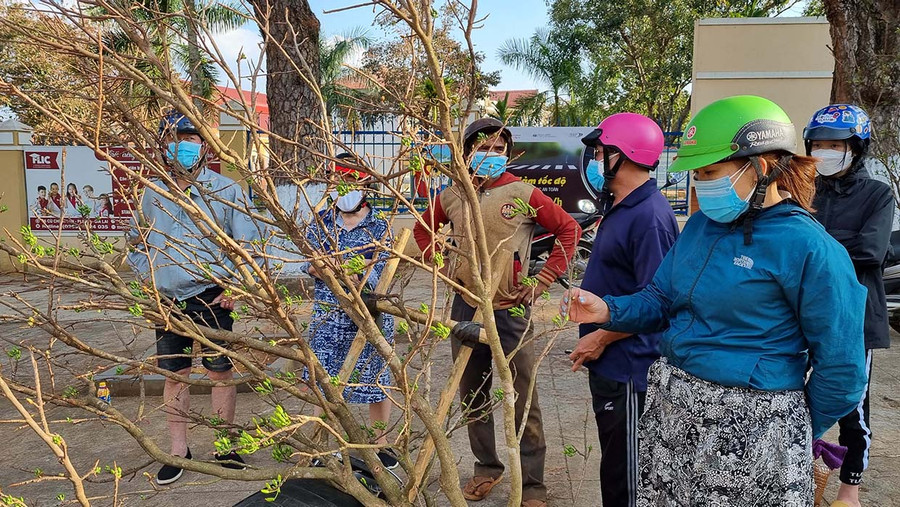 Những cành mai vàng thu hút nhiều người đến xem và hỏi mua. Ảnh: Hà Phương Những nhánh mai vàng thu hút nhiều người đến mua và xem. Ảnh: Hà Phương