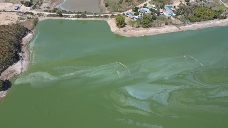 Theo nhận định của Phòng TN-MT H.Sa Thầy, ô nhiễm đến từ củ mì. Ảnh: Đức Nhật