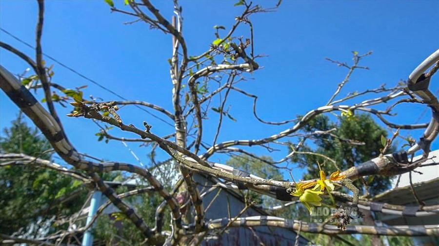 Mỗi cây mai được sửa với giá từ 500 ngàn đến vài triệu tùy theo độ khó. Tùy theo độ lớn nhỏ và tạo dáng khó hay dễ thì sẽ có thời gian hoàn thành việc sửa cây mai từ 1 ngày đến 3 ngày. Với những người có yêu cầu sửa theo dáng phong thủy thì phải làm cho đúng với yêu cầu của khách. 