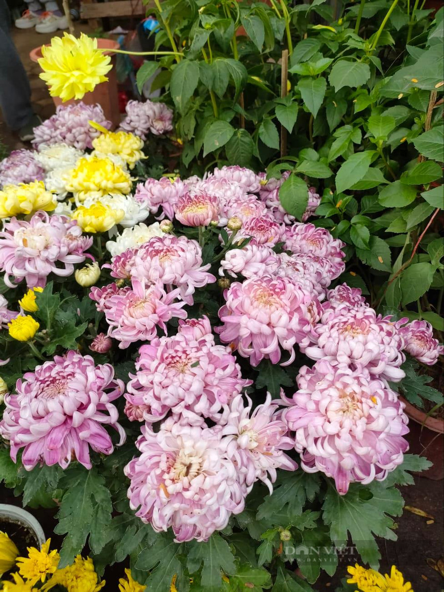 Trong dịp chào xuân năm mới hoặc khánh thành nhà, khởi công, khai trương, hoa cúc đại đóa là sự lựa chọn được ưu tiên hàng đầu.