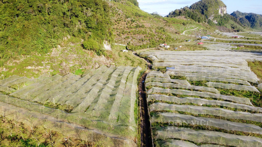  Từ lâu Phiêng Cành, Nà Ká đã là một trong những địa điểm tham quan của du khách khi đến với Mộc Châu. Đây là những nơi còn vườn mận hoang sơ, giữ được vẻ đẹp tinh khôi của đất trời Mộc Châu.