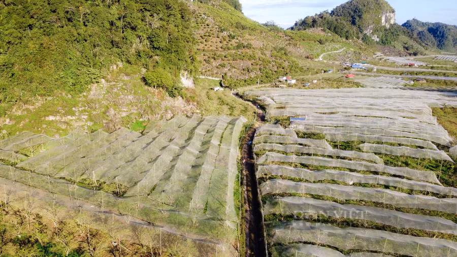  Từ lâu Phiêng Cành, Nà Ká đã là một trong những địa điểm tham quan của du khách khi đến với Mộc Châu. Đây là những nơi còn vườn mận hoang sơ, giữ được vẻ đẹp tinh khôi của đất trời Mộc Châu.