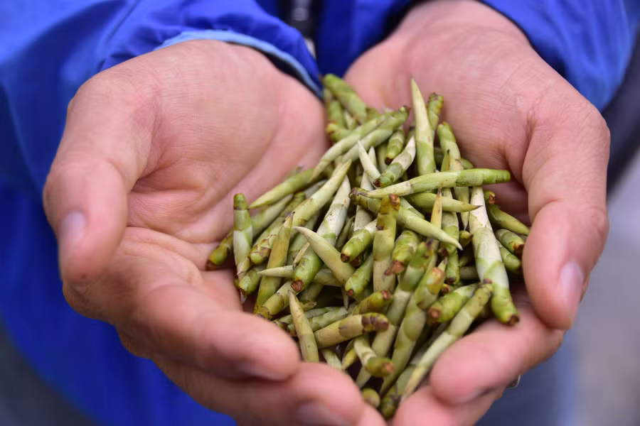 Trà măng xanh với đặc điểm búp dài nhất trong các loại măng trà tìm được