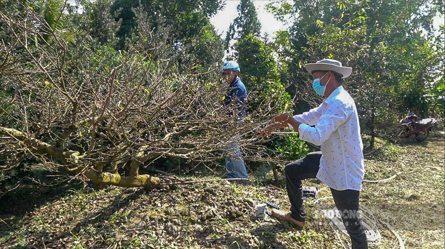 Trước khi làm cần ngắm thật kĩ cây mai để suy nghĩ ra dáng gì thích hợp rồi mới bắt tay vào làm, uốn từng cành mai. Từng đoạn dây thép sẽ được cắt theo chiều dài cành mai rồi dùng băng keo quấn cố định dây théo vào cành theo tay uốn. 