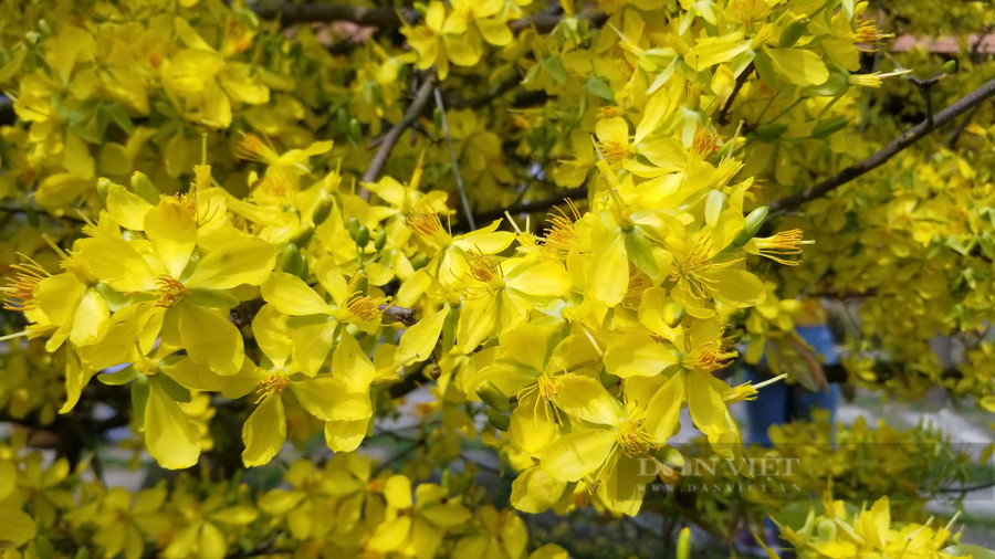 Màu vàng của hoa mai là màu của sự hy vọng, ánh sáng, phú quý và may mắn. Ảnh: Tính Lập Màu vàng của hoa mai là màu của sự hy vọng, ánh sáng, phú quý và may mắn. Ảnh: Tính Lập