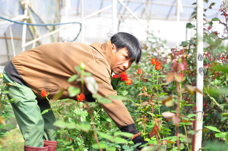 Nông dân trồng hoa hồng ở huyện Lạc Dương phấn khởi thu hoạch hoa, kịp thời cung cấp cho các thị trường phục vụ nhu cầu trong dịp tết