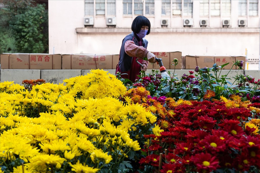 Người bán hoa cúc tại chợ hoa ở khu vực Prince Edward, Hong Kong (Trung Quốc), trước Tết Nguyên đán Nhâm Dần. Ảnh: AFP