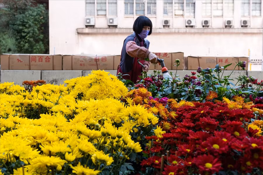 Người bán hoa cúc tại chợ hoa ở khu vực Prince Edward, Hong Kong (Trung Quốc), trước Tết Nguyên đán Nhâm Dần. Ảnh: AFP