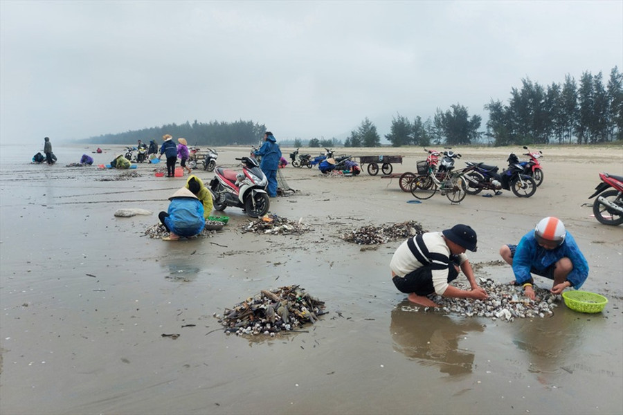 Rất nhiều người dân đang phân loại, làm sạch sò ở trên bờ. Ảnh: TT