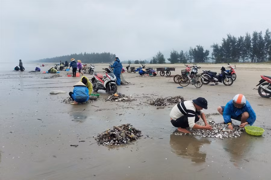 Rất nhiều người dân đang phân loại, làm sạch sò ở trên bờ. Ảnh: TT