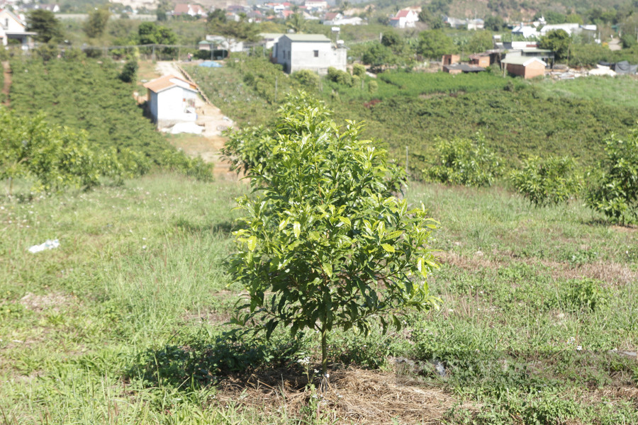 Những cây vú sữa hoàng kim được trồng cách nhau 6 mét để đảm bảo khi cây lớn có không gian để sinh trưởng và phát triển. Ảnh: Văn Long
