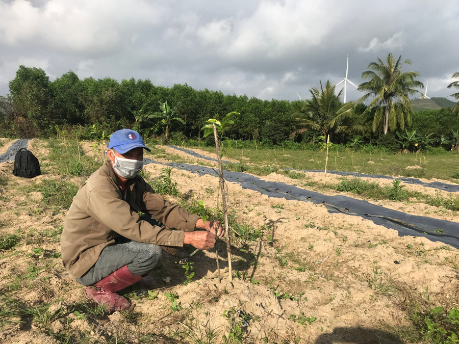 Ông Trần Văn Minh (tổ 4, phường Ngô Mây) bên cây dổi trồng xen canh. Ảnh: Nguyễn Diệp Ông Minh bên cây giổi trồng xen canh. Ảnh: Nguyễn Diệp