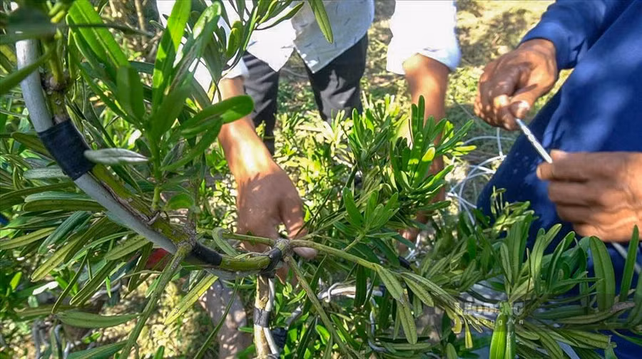 Ngoài mai ra anh Đúng còn sửa dáng cho cây tùng và 1 số cây cảnh khác. Chia sẻ về công việc đang theo đuổi anh Đúng cho biết: “Nghề nào cũng có cái cực khổ riêng, nhưng mình đam mê nên xem chuyện cực khổ như 1 lẽ bình thường. Khi bắt đầu sửa mình đặt tâm huyết vào chờ đến ngày tháo dây thì cây đã ra được dáng mong đợi lúc đó rất vui”.