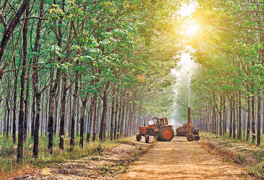 Vườn cây cao su của Công ty TNHH một thành viên Cao su Chư Păh. Ảnh: Đức Thụy