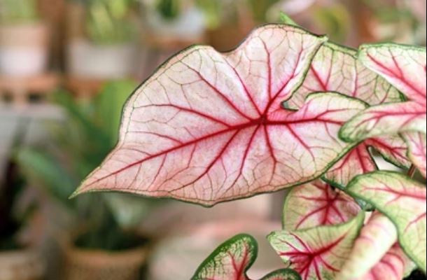  Bạch môn có thể gây tử vong nếu ăn phải. Ảnh:Shutterstock