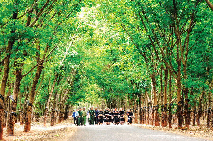 Vườn cây cao su của Công ty 75. Ảnh: Thiên Thanh Vườn cây cao su của Công ty 75. Ảnh: Thiên Thanh